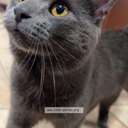 Photo 1/1 Aero Chat perdu à Laval