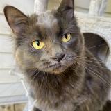 Photo de chat perdu à Taylors