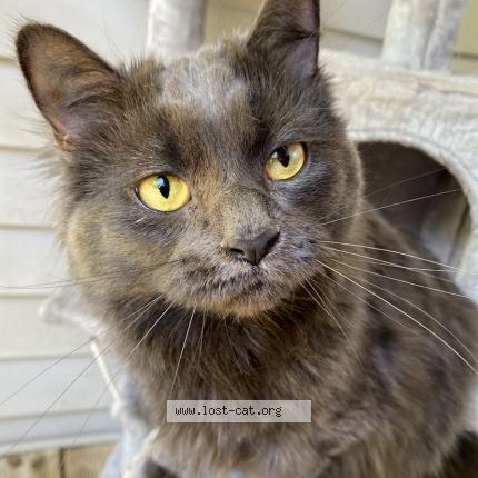 Photo 1/1 Luna Chat perdu à Taylors