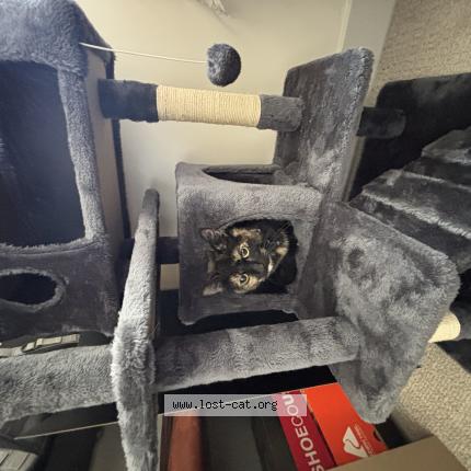 Photo 1/1 Tilly Chat perdu à Salt lake city