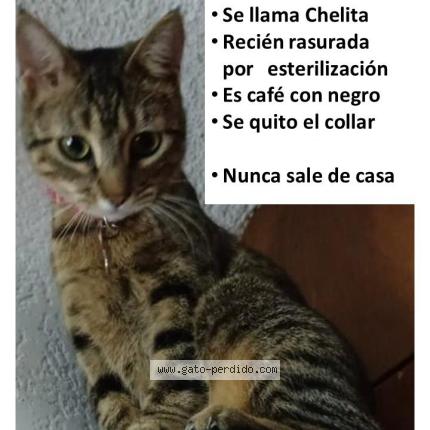 Photo 1/1 Chelita Chat perdu à Cdmx