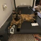 Photo de chat perdu à Bloomington