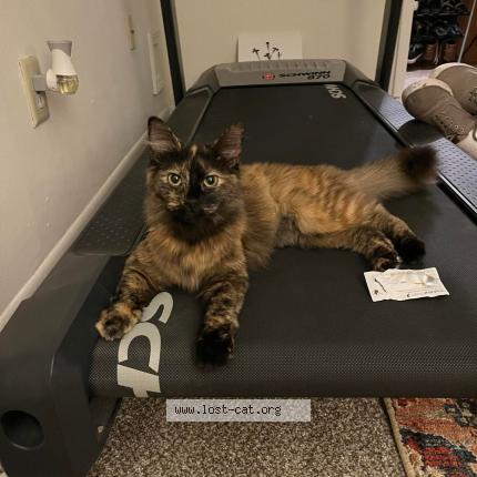 Photo 1/1 Coco Chat perdu à Bloomington