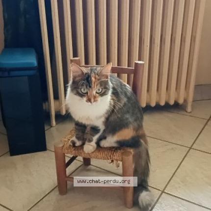 Photo de chat perdu à La Balme De Sillingy