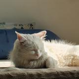 Photo de chat perdu à Islamabad