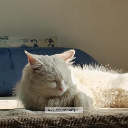 Photo 1/1 Luna Chat perdu à Islamabad