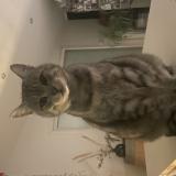 Photo de chat perdu à Colomiers