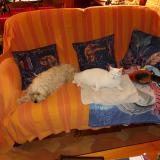 Photo de chat perdu à Olivet