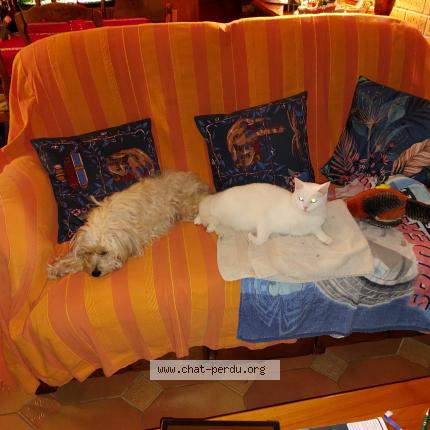 Photo 1/1 Lune Chat perdu à Olivet