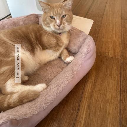 Photo 1/1 Jedi Chat perdu à Trouville sur mer