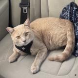 Photo de chat perdu à Hammond