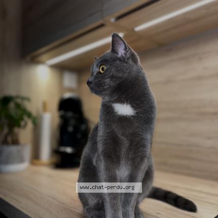 Photo 1/1 Tina Chat perdu à Saint germain du crioult