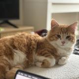 Photo de chat perdu à Villiers Sur Marne