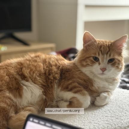 Photo 1/1 Roony Chat perdu à Villiers sur marne