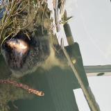 Photo de chat trouvé à Paris