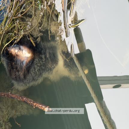 Photo 1/1 Chat trouvé Trouvé à Paris