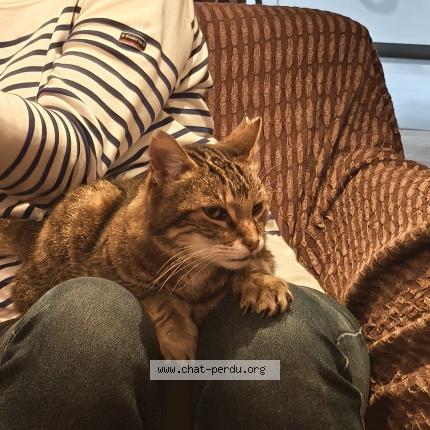 Photo 1/1 Saska Chat perdu à Goncelin