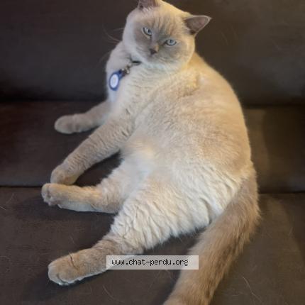 Photo 1/1 Chat retrouvé Perdu à Saulur