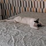 Photo de chat perdu à Cenon