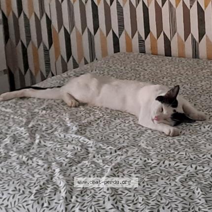 Photo 1/1 DOUDOU Chat perdu à Cenon