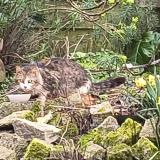 Photo de chat trouvé à Theix Noyalo