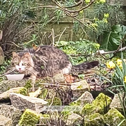 Photo 1/1 Chat trouvé Trouvé à Theix noyalo