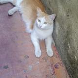 Photo de chat perdu à Bengaluru Urban