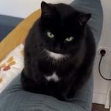 Photo de chat perdu à Limoges