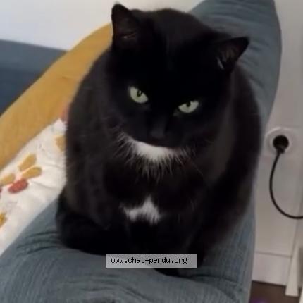 Photo 1/1 Yuna Chat perdu à Limoges