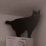 Photo de chat perdu à Limonest