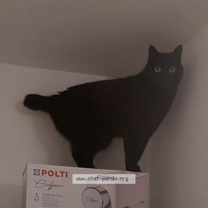 Photo 1/1 MAKKI Chat perdu à Limonest