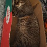 Photo de chat perdu à La Croix Valmer