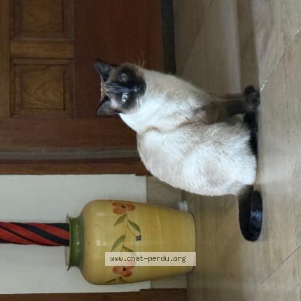 Photo 1/1 Chat retrouvé Perdu à Cabestany
