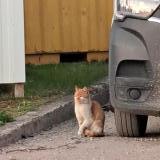 Photo de chat trouvé à Pierrelaye