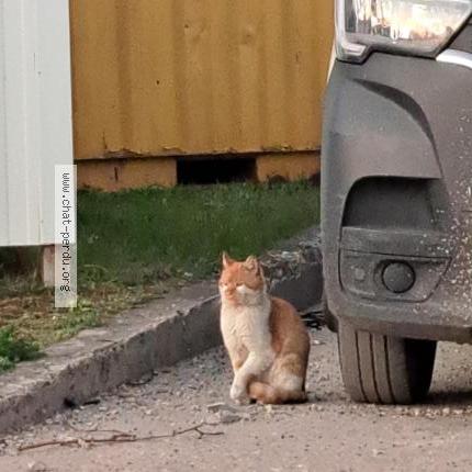 Photo 1/2 Chat trouvé Trouvé à Pierrelaye