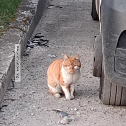 Photo 2/2 Chat trouvé Trouvé à Pierrelaye