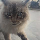 Photo de chat trouvé à Portet Sur Garonne