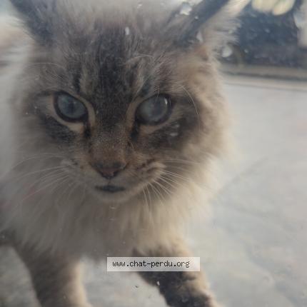 Photo 1/1 Chat trouvé Trouvé à Portet sur garonne