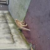 Photo de chat trouvé à Montpellier