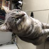 Photo de chat perdu à Villiers Sur Marne