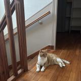 Photo de chat perdu à Brest