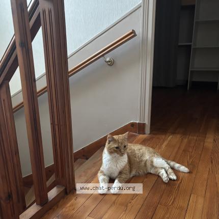 Photo 1/1 Moutik Chat perdu à Brest