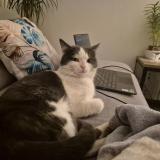 Photo de chat perdu à Domerat