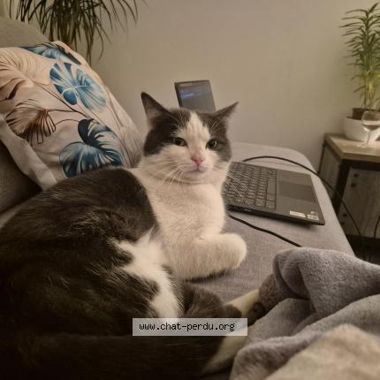 Photo 1/1 Tigri Chat perdu à Domerat