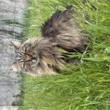 Photo de chat perdu à Saint Martin De Crau