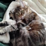 Photo de chat perdu à Chouze Sur Loire