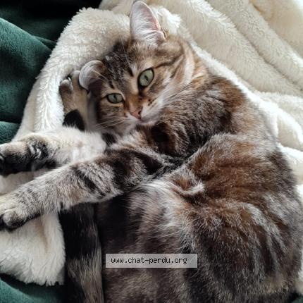 Photo 1/1 Syrah Chat perdu à Chouze sur loire