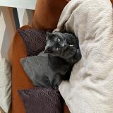 Photo de chat perdu à Saint Avertin