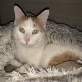 Photo de chat perdu à Cognac