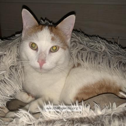 Photo 1/1 Pépère Chat perdu à Cognac